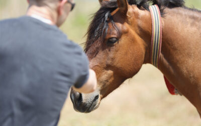 Benefits of Equine Therapy for Veterans with PTSD