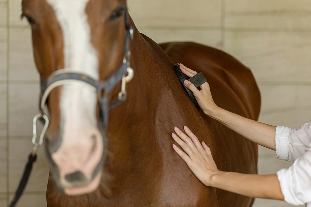 Benefits of Volunteering at an Equine Non-Profit